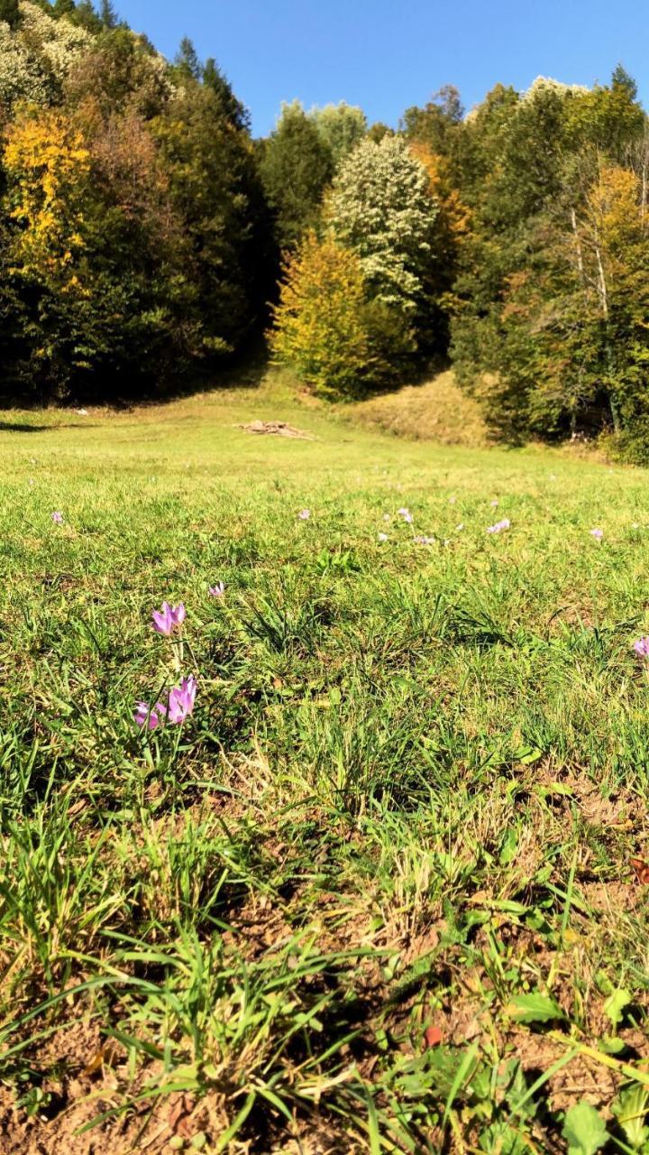 Pensiunea Valea Gepisului Grosi  Exterior photo